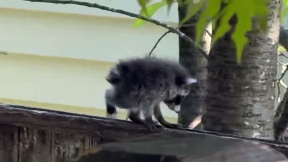 Baby Jimothy balancing on a wooden backyard fence near a tree