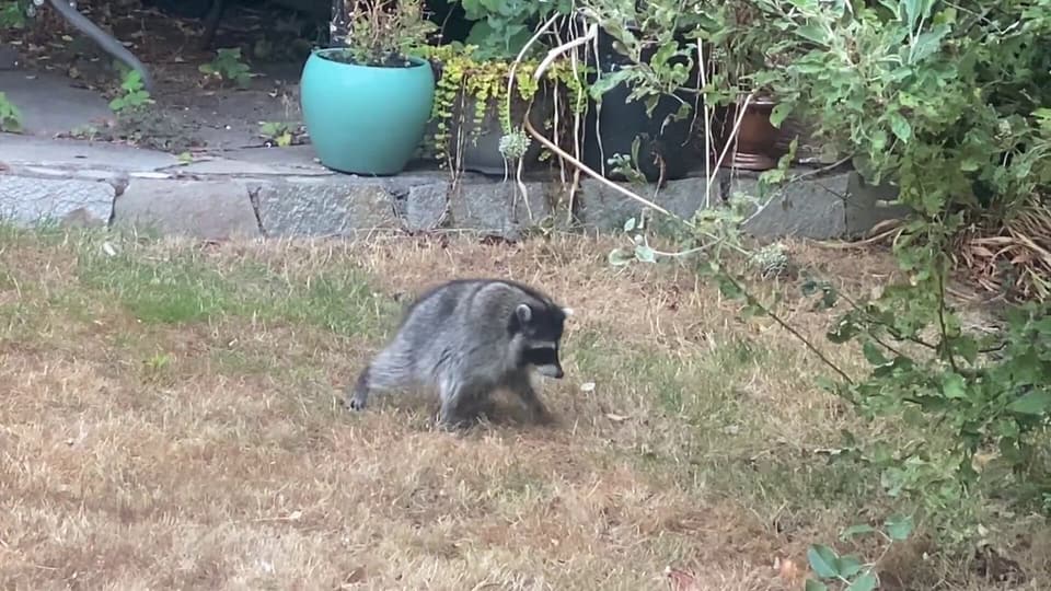 Jimothy, a short-bodied raccoon, walking across a dry backyard lawn near garden pots